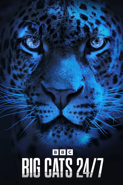 Big Cats 24 7 - Season 2