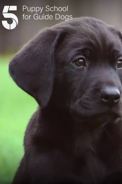 Puppy School for Guide Dogs  - Season 1