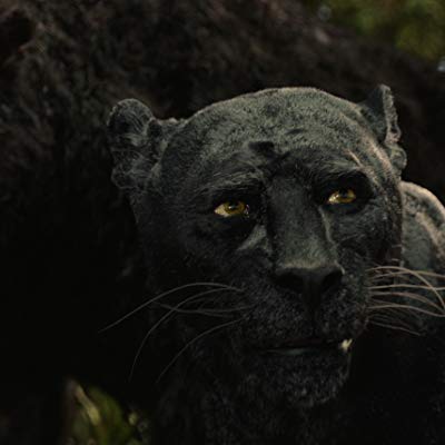 Bagheera